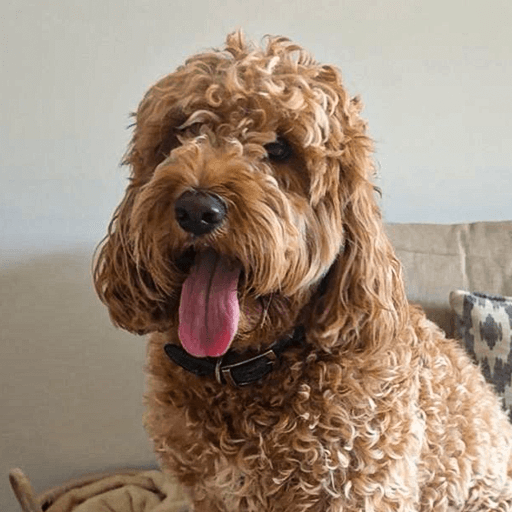 Bouncy Barks Customer Photo