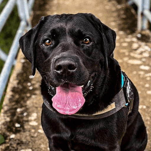 Bouncy Barks Customer Photo
