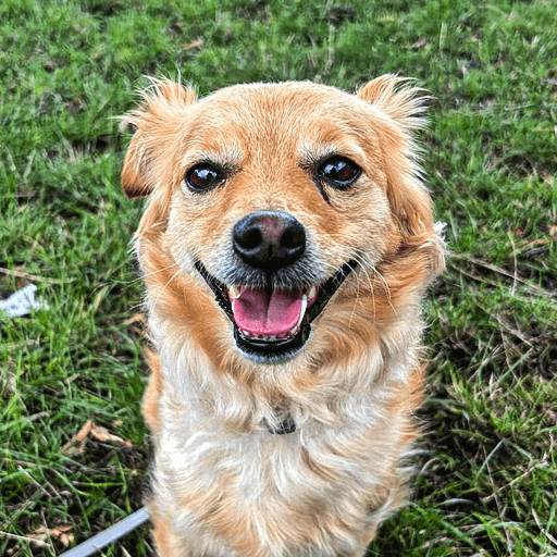 Bouncy Barks Customer Photo
