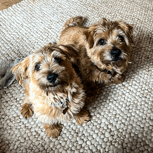 Bouncy Barks Customer Photo