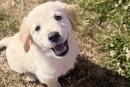 Dog check-in visit