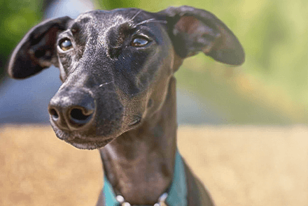 Summer cool-down dog care