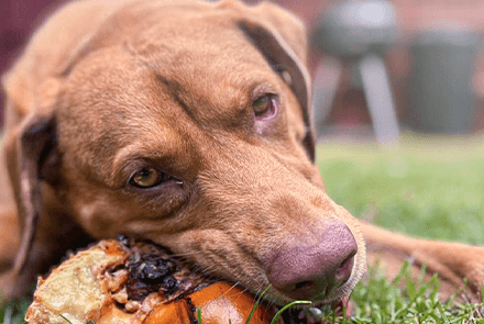 Pet wellness check